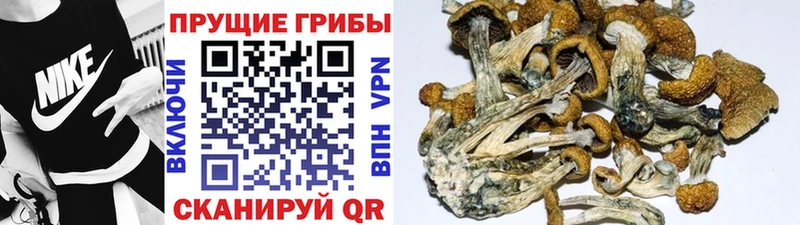 Галлюциногенные грибы GOLDEN TEACHER  Усть-Кут 